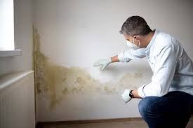 Best Asbestos and Lead Testing During Mold Inspection in Hayfield, MN